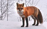 Fox 01
