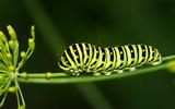 caterpillar-7434958_1920-thumb.jpg
