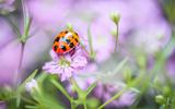 ladybug-7273814_1920-thumb.jpg