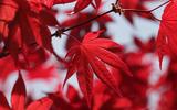 red-maple-leaves-7395624_1920-thumb.jpg