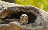 spotted-owlet-7346555_1920-thumb.jpg