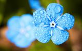blue-flower-2197679_1920-thumb.jpg