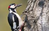 great-spotted-woodpecker-7167422_1920-thumb.jpg